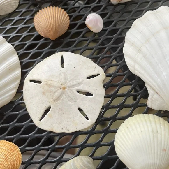 Assorted Seashell Collection Florida EastCoast Assorted Shells. 12 in all. - Picture 5 of 5